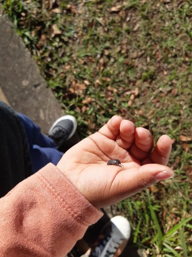 Mão de criança segurando um pequeno besouro.