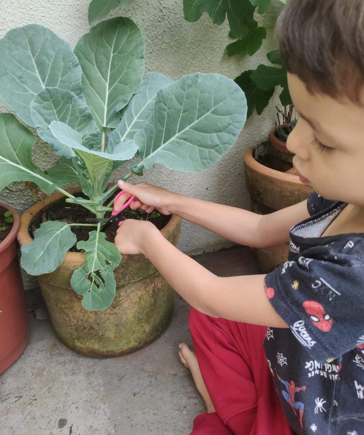 Criança colhendo uma couve plantada em um vaso.