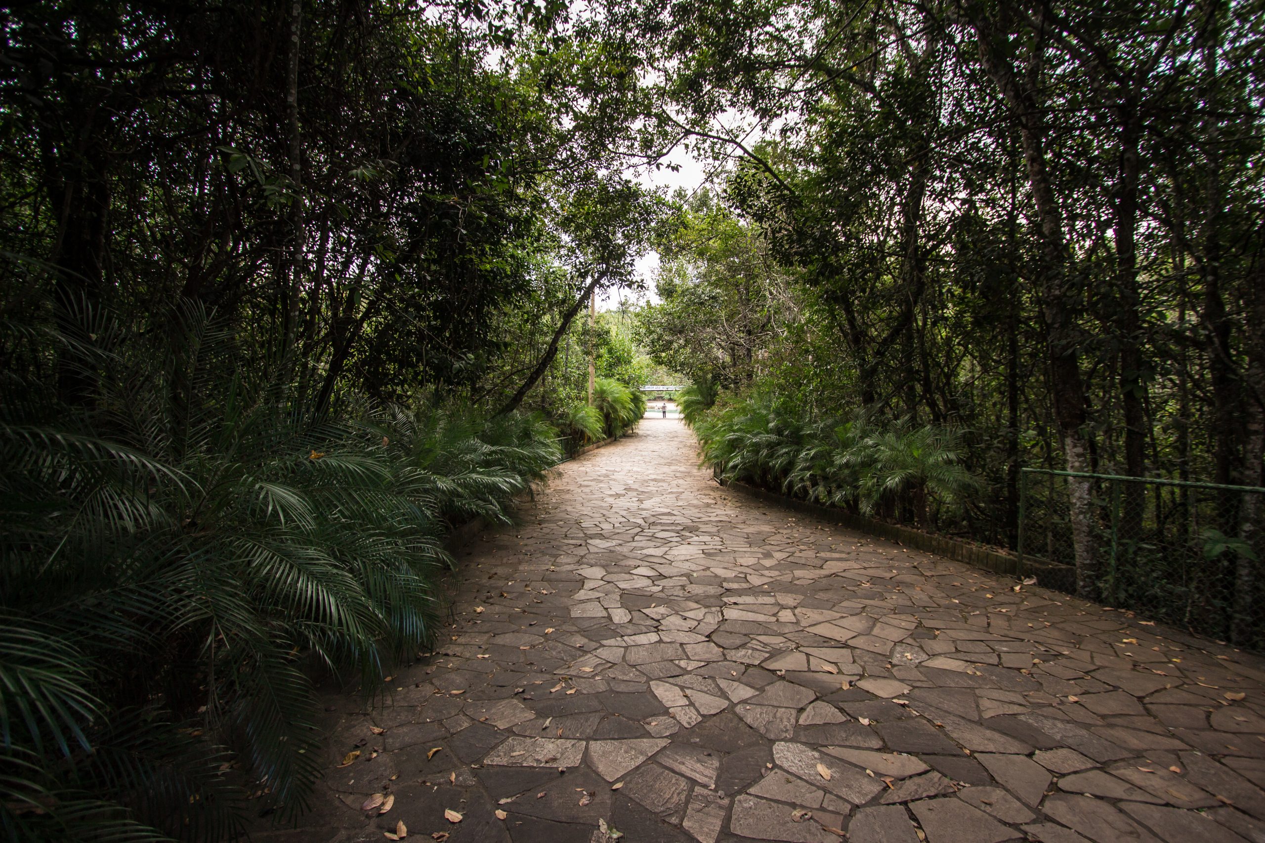 Caminho de pedras cercado de vegetação no Parque Nacional de Brasília.