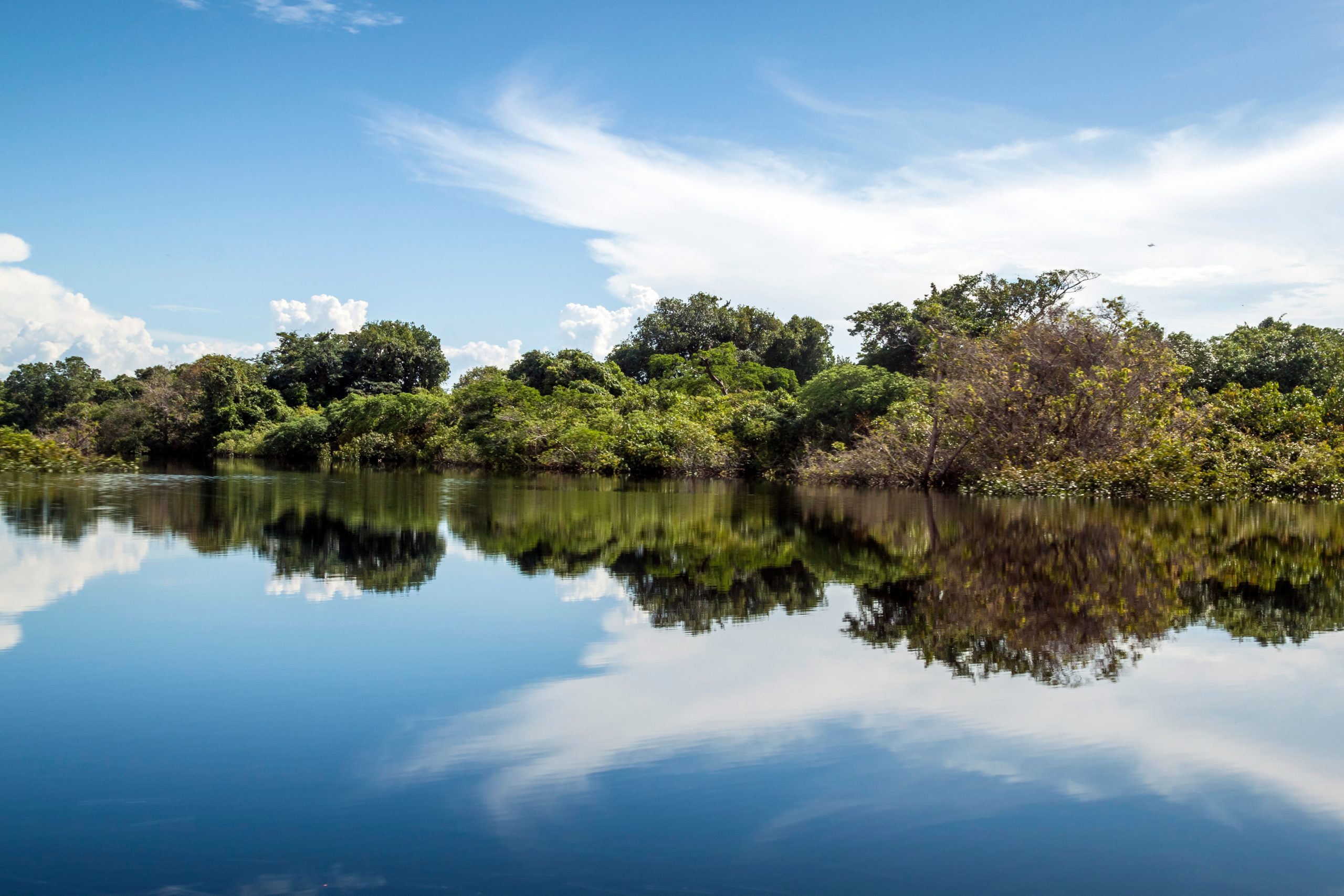 Braço de rio com vegetação no Parque Nacional do Jaú.