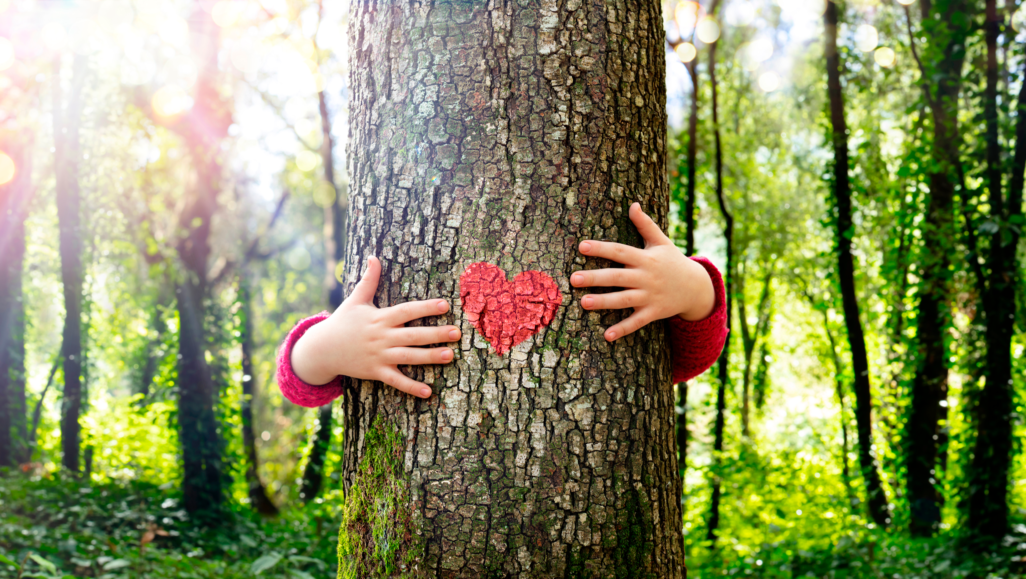 mãos de criança abraçam uma árvore com um coração vermelho pintado em seu tronco.