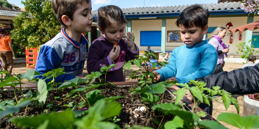 Três crianças observam um canteiro com plantas. Uma delas, colhe e come um morango. Desemparedamento.