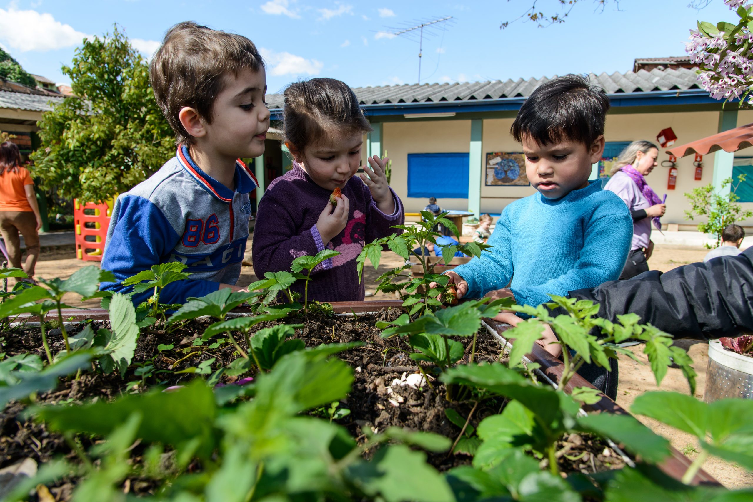 Três crianças observam um canteiro com plantas. Uma delas, colhe e come um morango.