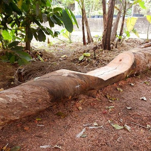 Foto mostra um tronco transformado em banco naturalizado através de um recorte feito com motosserra, instalado em uma área de chão de terra com plantas ao fundo.