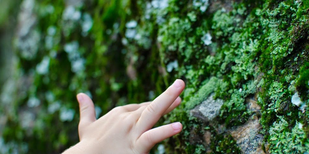 mão de criança toca em pedra com musgo
