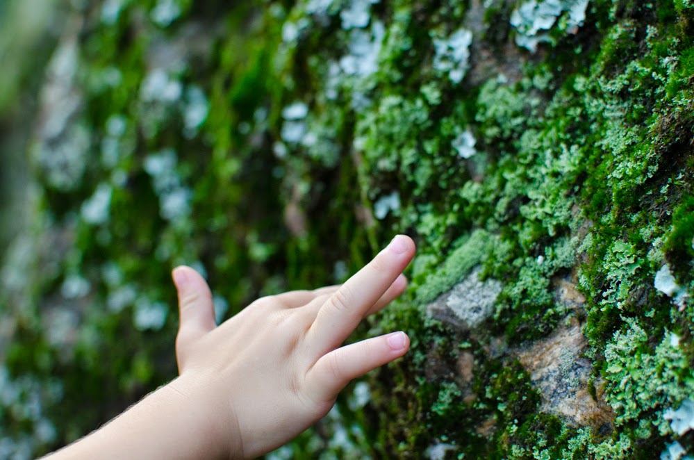 mão de criança toca em pedra com musgo