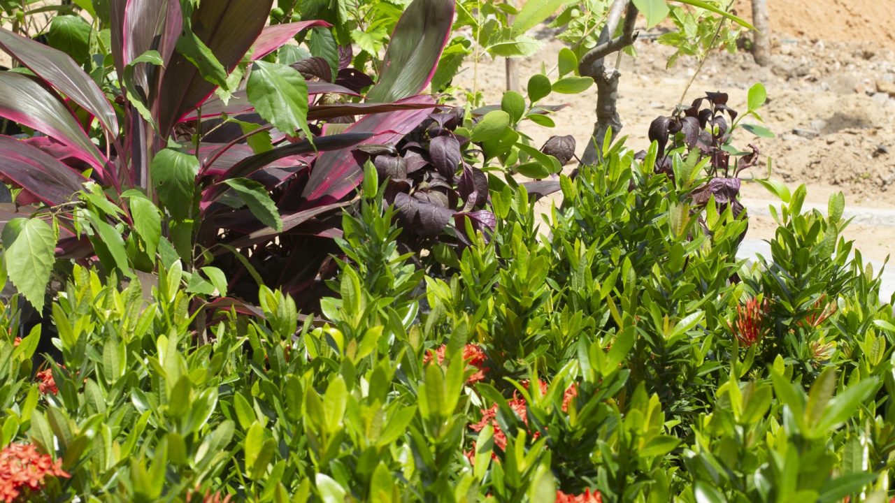 Microparque Seu Zequinha, Fortaleza / Foto: Tibico